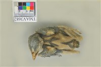 藏品(五色鳥)的圖片